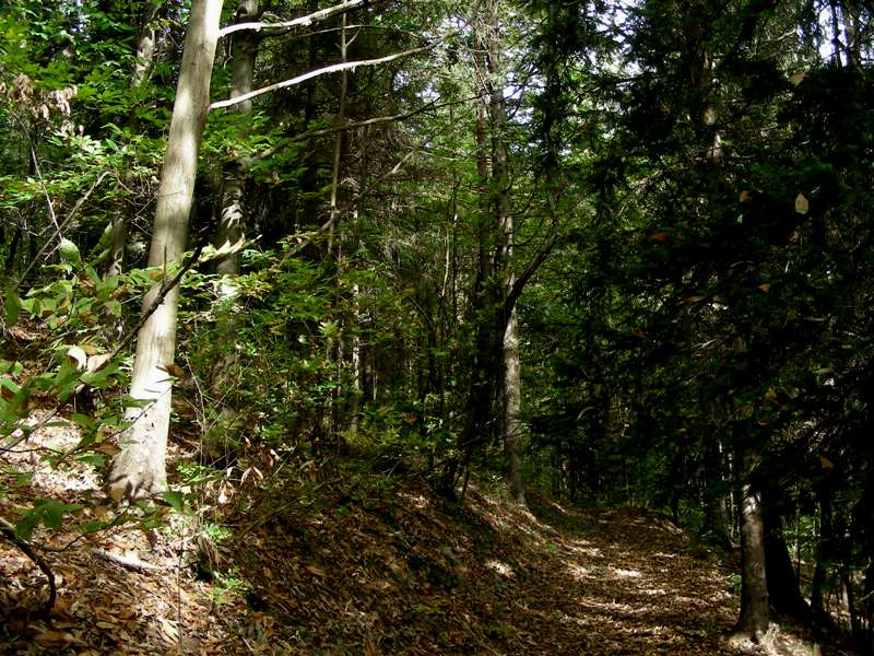 Escursione in bosco misto collinare